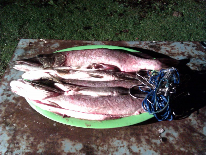 IMAG0268.jpg